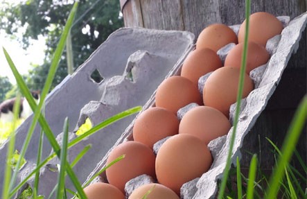 8 Hands Pastured Eggs 2 Doz-$17