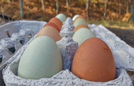 Pullet Eggs-8 Hands Farm