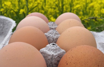 Hemlock Hill Pastured Eggs One Dozen