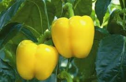 Yellow Bell Peppers 2lb Bag