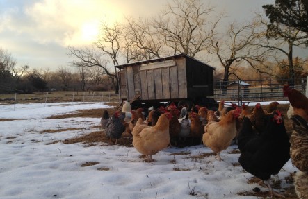 The Early Bird Share