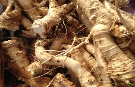 Local Horseradish 1.75lb
