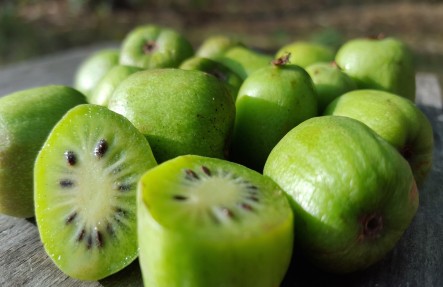Kiwi Berries 12oz
