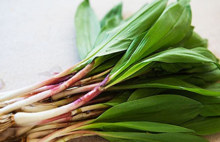 Local Wild Ramps 2lbs