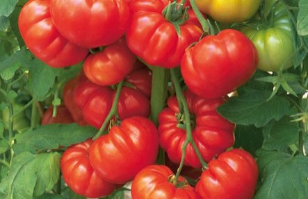 Beef Steak Tomatoes 3lbs
