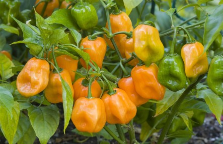 Organic Habanero Peppers 1lb Bag