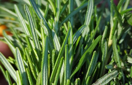 Organic Rosemary Plant