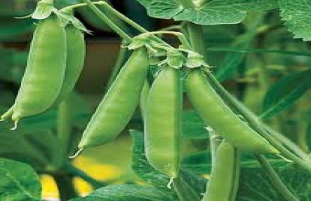 Organic Snow Peas 1.5lb