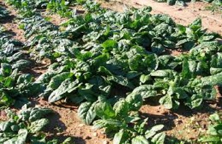 1lb Spinach 